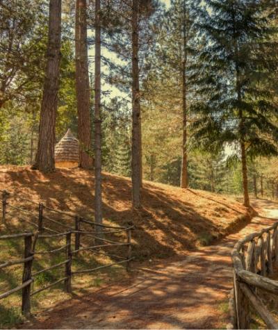 Sentiero boschivo con recinzione in legno e capanna rustica tra gli alberi.